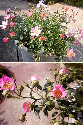 e0098908_2264586.jpg