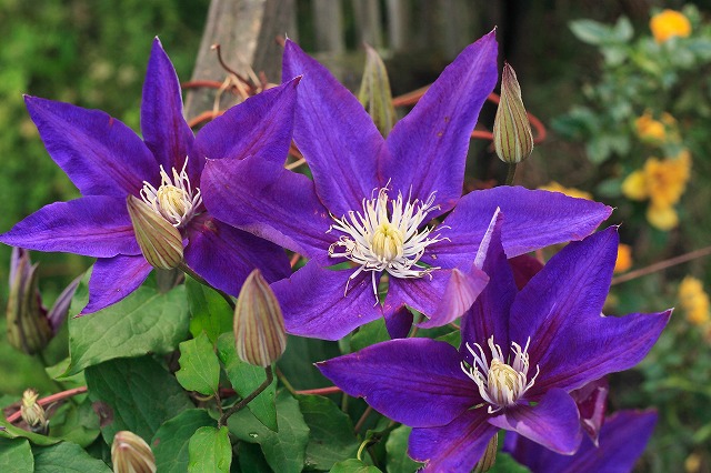 f0011412_2253721.jpg
