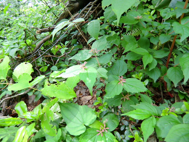 梅雨の晴れ間をぬって飯降山（いいぶりやま）に登る_d0170615_9332620.jpg