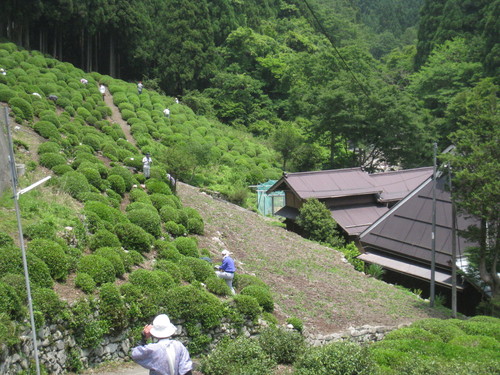 感動する茶畑_b0220318_21302669.jpg