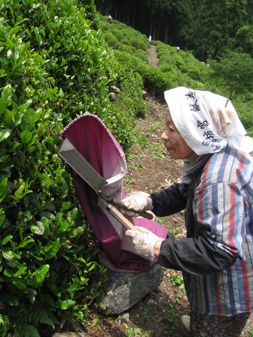 感動する茶畑_b0220318_228244.jpg