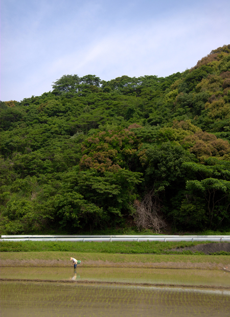 田植えの頃_d0072720_10353936.jpg