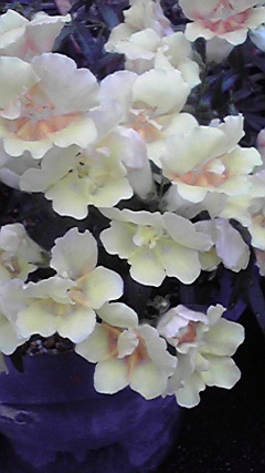 d0110022_0433523.jpg