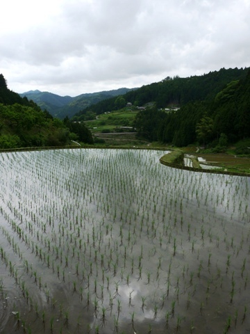 四谷の千枚田　～棚田を歩き・棚田を眺める～　_b0041442_659451.jpg