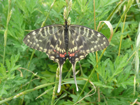 ホソオチョウ！_b0154647_231584.jpg