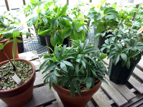 c0147952_1141645.jpg
