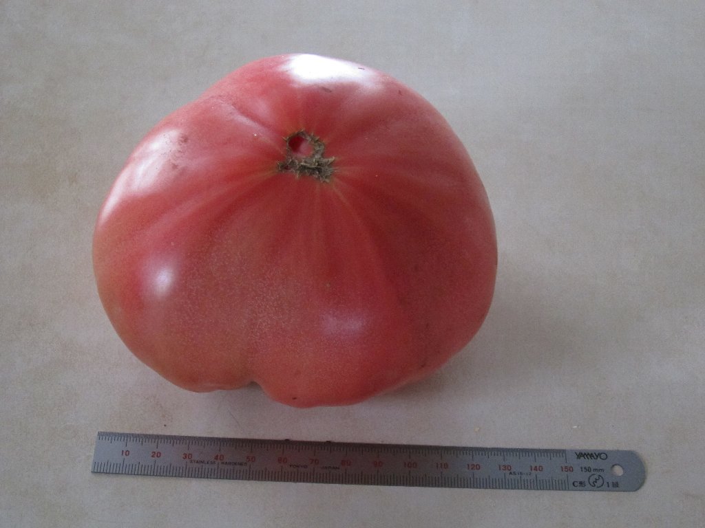 e0225465_131593.jpg