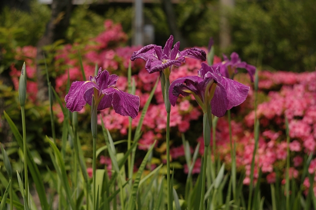 水無月・花菖蒲_f0132566_17494473.jpg