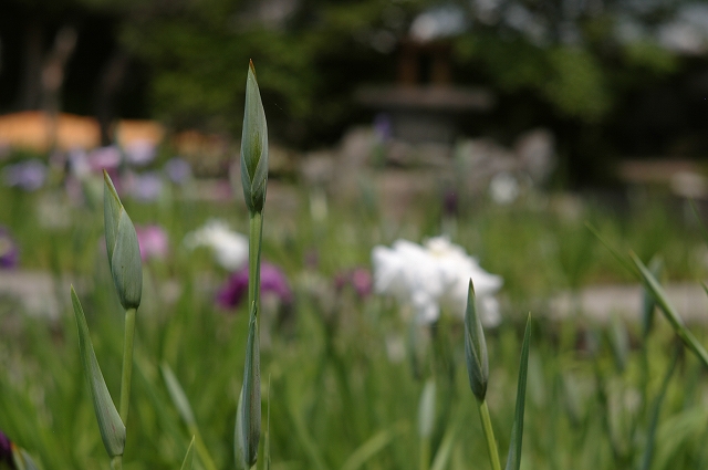 水無月・花菖蒲_f0132566_17513115.jpg