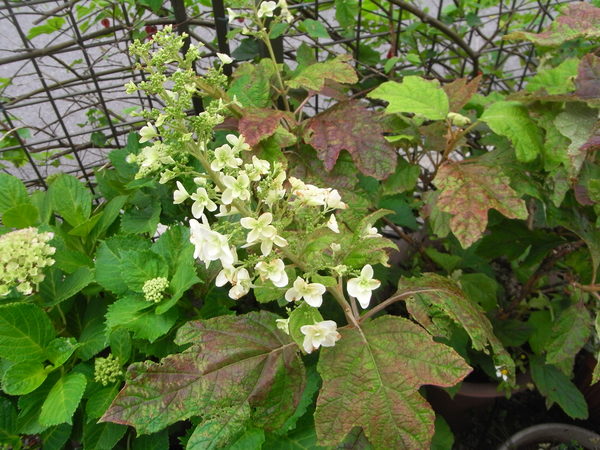b0194267_20164569.jpg