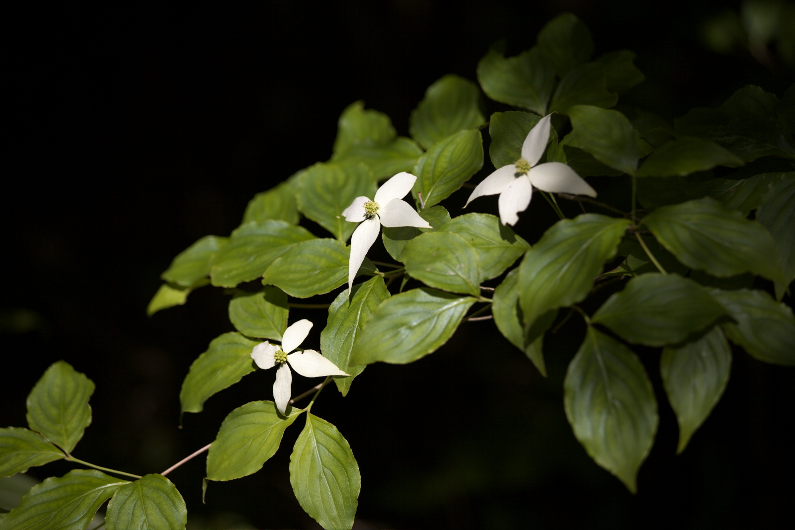 山道の花々_e0015567_1728499.jpg