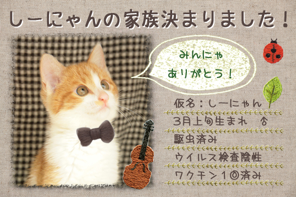 しーにゃんの家族が決まりました テンテンとジャン しーにゃんの家族が決まりました テンテンとジャン