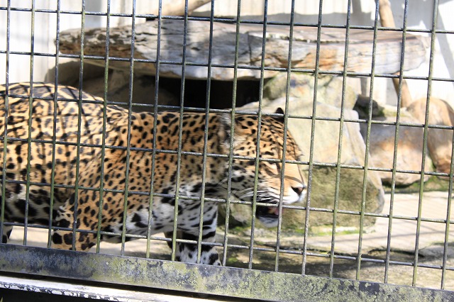 鹿児島市　平川動物公園_e0144986_9574798.jpg