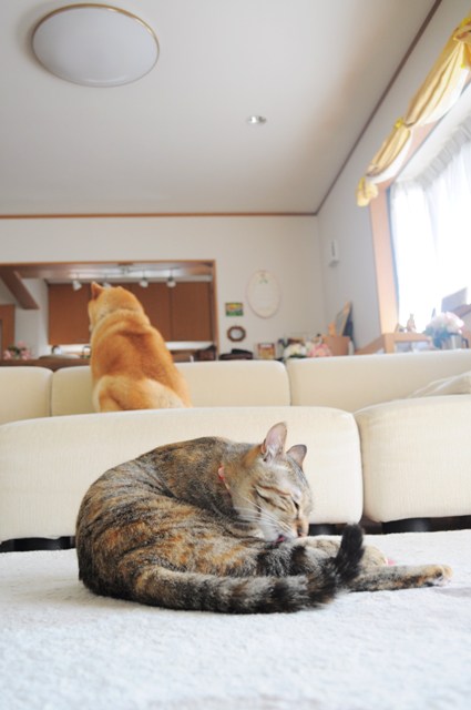 ご飯はまだかな?_a0126590_8491177.jpg