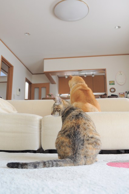 ご飯はまだかな?_a0126590_8552299.jpg