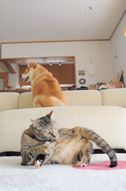 ご飯はまだかな?_a0126590_85847.jpg