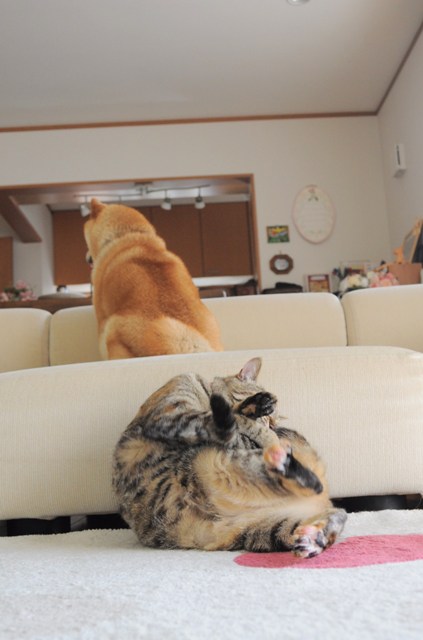 ご飯はまだかな?_a0126590_8591449.jpg