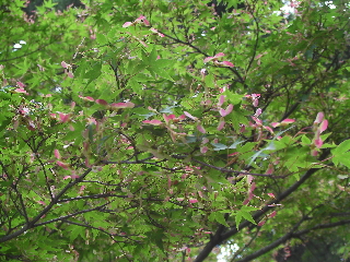 季節の花_b0225495_21461869.jpg