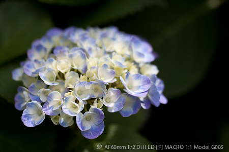 紫陽花観察　今年のあじさい③_c0011696_12501486.jpg