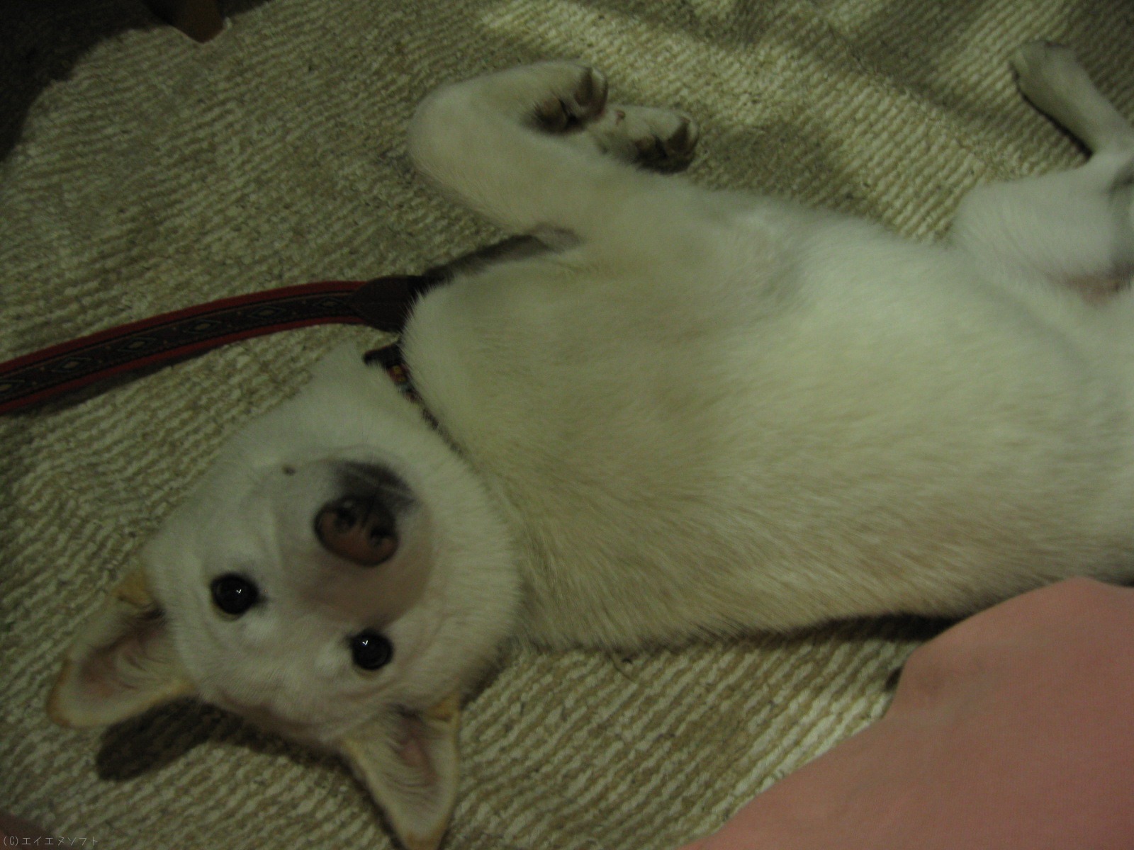 犬を飼う、ということ - その2_a0033505_18332056.jpg