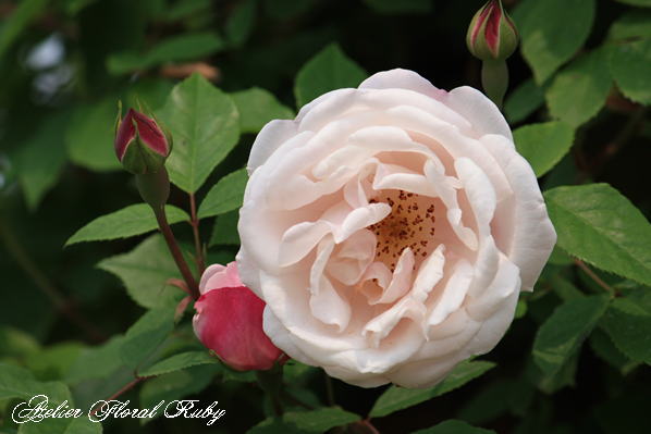 国営越後丘陵公園１　実生の薔薇開花しました。_d0001008_19594760.jpg