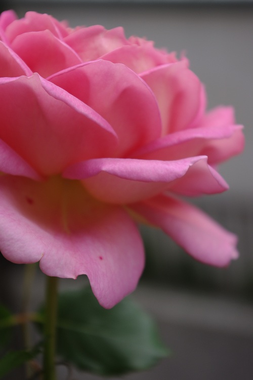 c0147909_20451190.jpg