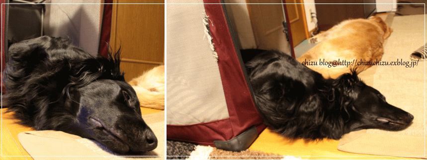 c0017311_2113374.gif
