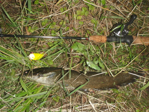 6/4 ナマズ_b0193213_20534688.jpg