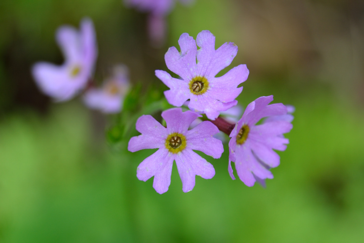 アポイ岳の花 やぁやぁ