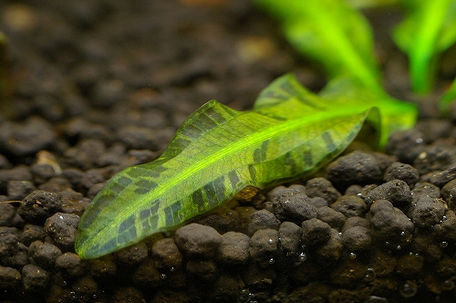 d0004922_16542040.jpg