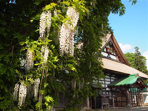 法眼寺の白藤(黒石市)*2011.06.05_b0147224_2055749.jpg