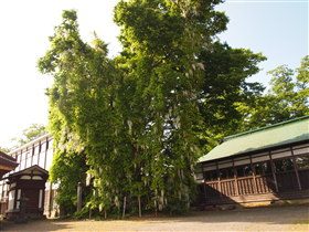法眼寺の白藤(黒石市)*2011.06.05_b0147224_21121932.jpg