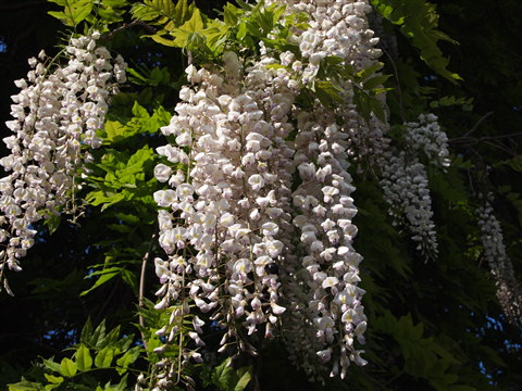 法眼寺の白藤(黒石市)*2011.06.05_b0147224_2121990.jpg