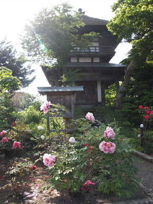 法眼寺の白藤(黒石市)*2011.06.05_b0147224_21233532.jpg