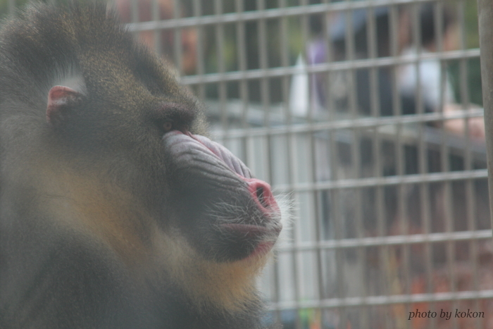 Mandrill._c0200027_22315534.jpg