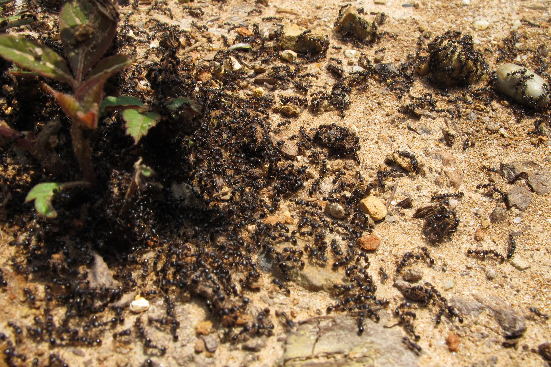 The Ant マクロパパの写真ブログ