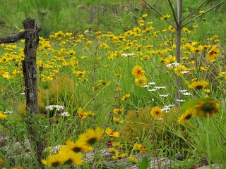 e0202031_224374.jpg