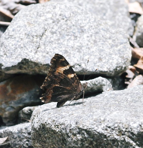 初見コヒオドシ他「上高地越冬タテハ３種」　20110604①_a0126632_816091.jpg