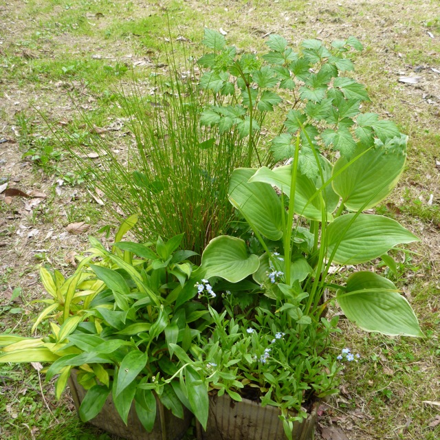 2011年第一回園芸教室「寄せ植えは小さな庭造り」_b0133243_20122235.jpg