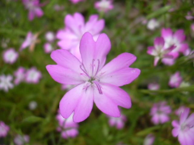 ビスカリア ポピュラーな花