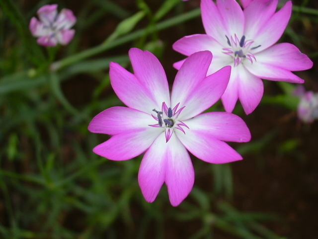 ビスカリア ポピュラーな花