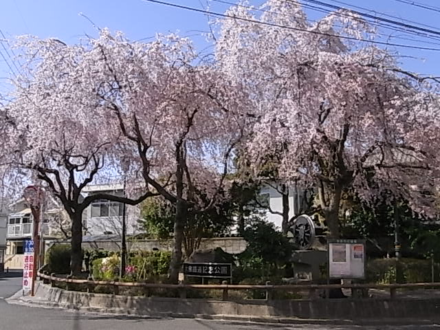 大和の桜　興福寺と佐保川_a0170046_5305766.jpg