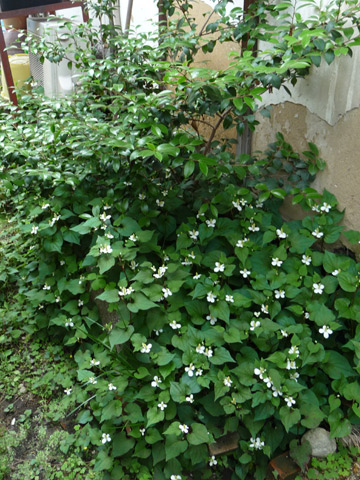 【6月4日(土)】路地市庭#04…。_c0221349_9412738.jpg