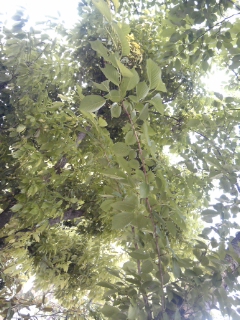 e0145549_72941.jpg