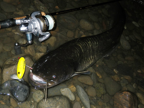 多摩川日記 「一魚一会」_f0196649_218946.jpg