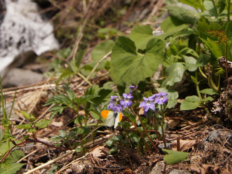 c0045352_18294250.jpg