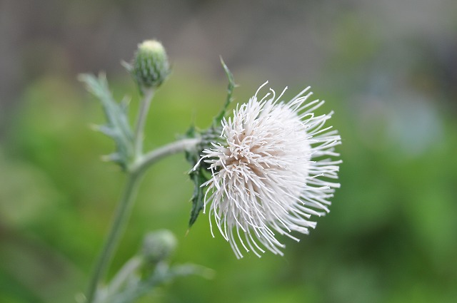 カラノアザミ　白花_b0104861_20184099.jpg