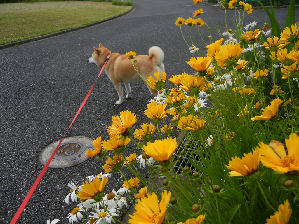 2011年6月5日(日)イギリス旅行の準備!_f0060461_1057084.jpg