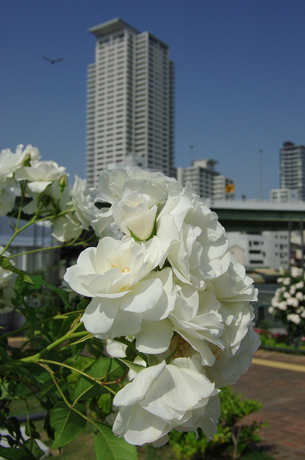 初夏の都会に香る園。#5_b0180063_0242579.jpg