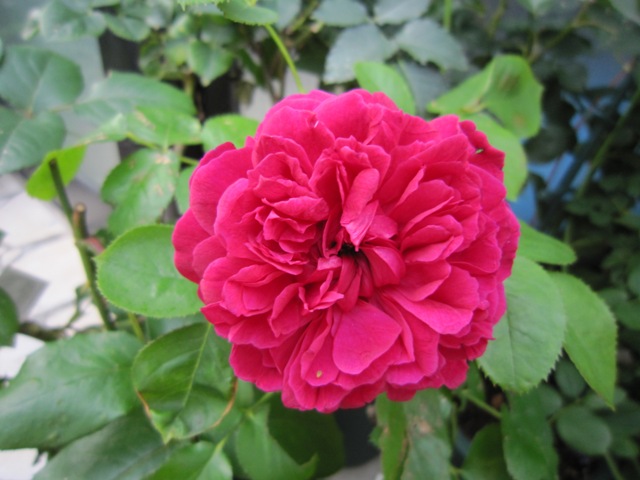 c0202870_8153991.jpg